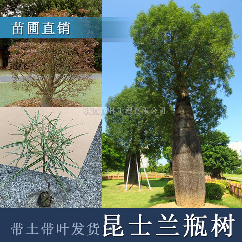 战长沙珍稀苗木名贵树苗澳州佛肚树苗昆士兰瓶树苗绿化行道景区种植