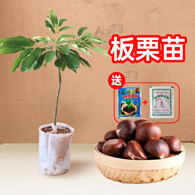 芥圃板栗树苗嫁接板栗苗大红袍南方种植早熟品种果树苗 大红袍板栗苗