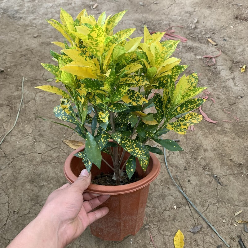 倾奢盆栽苗洒金榕盆栽变叶木观叶绿植彩叶木植物黄金树洒金榕不含盆