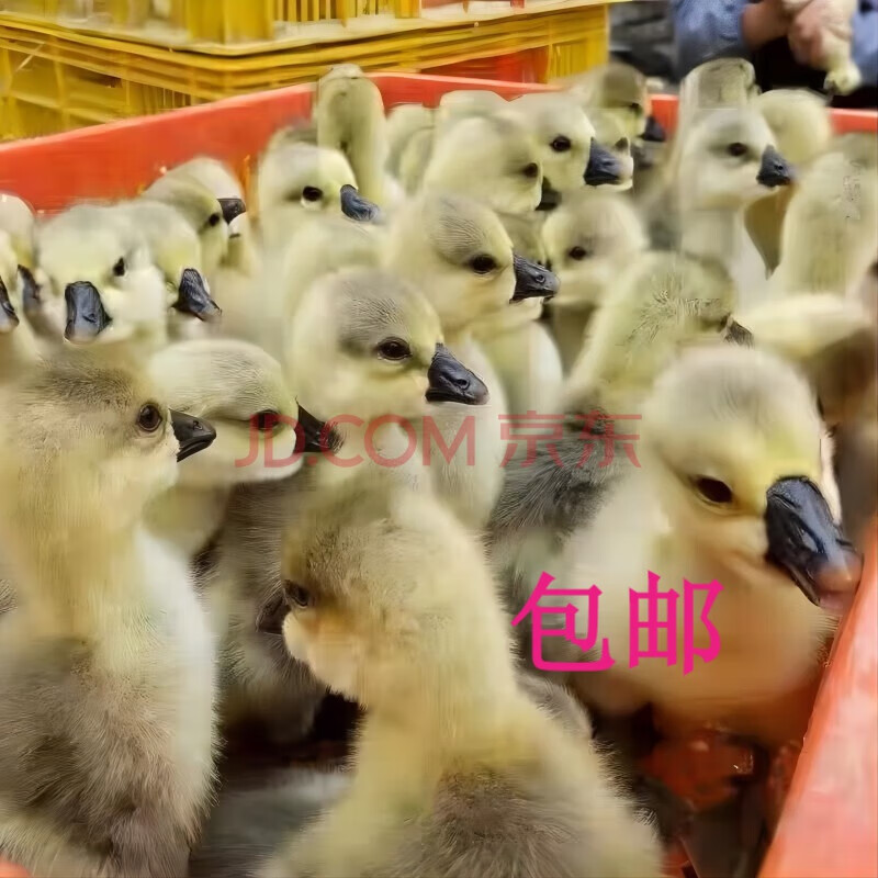 鹅苗活体养鹅狮头鹅苗朗德鹅苗大三花鹅苗土肥鹅苗养鹅技术 灰狮 杂交