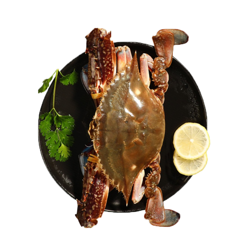 莱州湾梭子蟹鲜活新鲜特大海蟹 飞蟹 白蟹 海鲜螃蟹中秋礼盒福利 梭子蟹鲜活 每只1斤以上 10只装