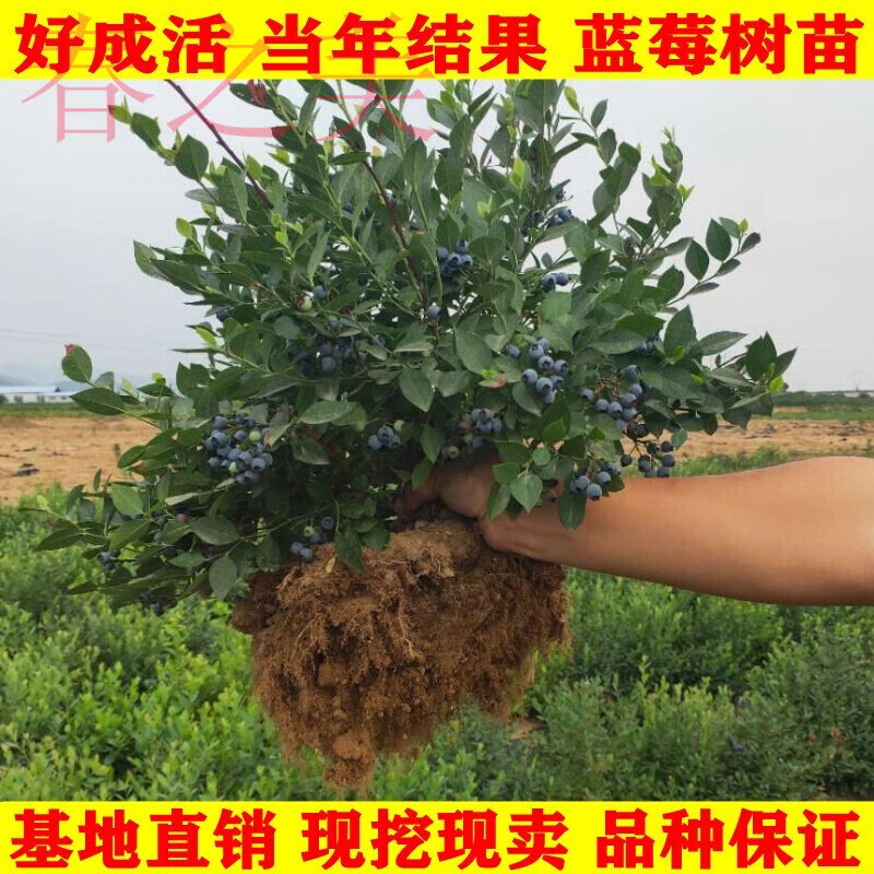新品种矮丛蓝莓苗盆栽庭院果树苗南方北方种植当年结果高丛兔眼蓝莓