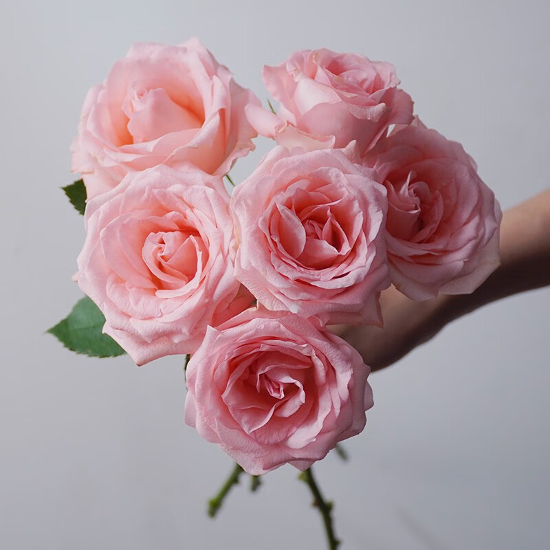 远方的花 鲜花玫瑰花粉色家用花材 粉色系玫瑰20枝