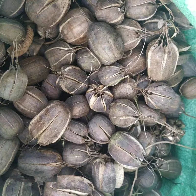 伟博新鲜品中药材 马兜铃 马兜灵 马兜零 500g 500g