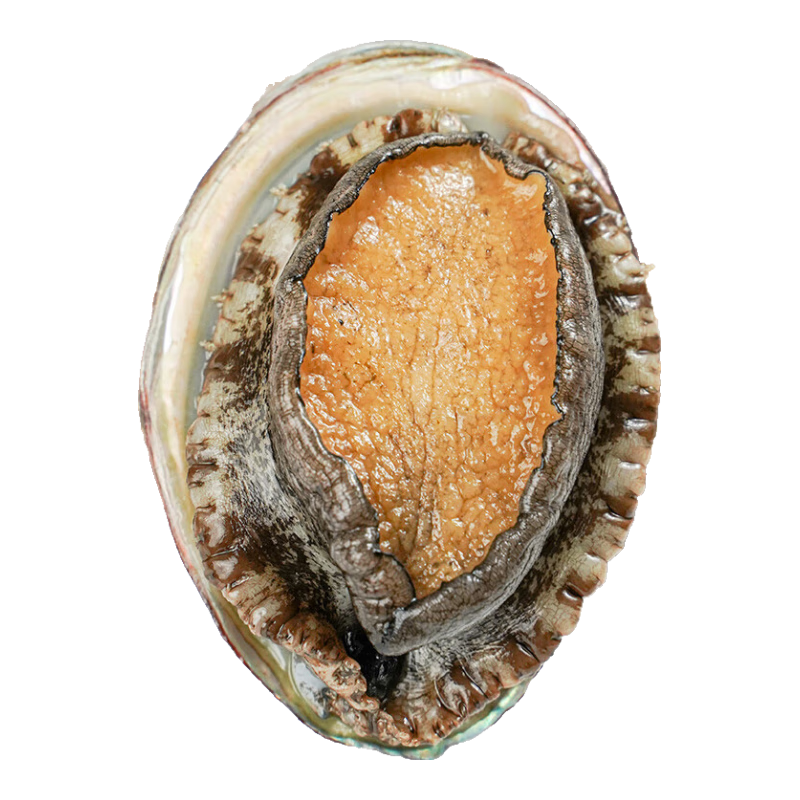 棒棰島大連新鮮鮑魚鮮活冷凍500g皺紋盤鮑活凍大鮑魚1斤裝 7-12只/1斤