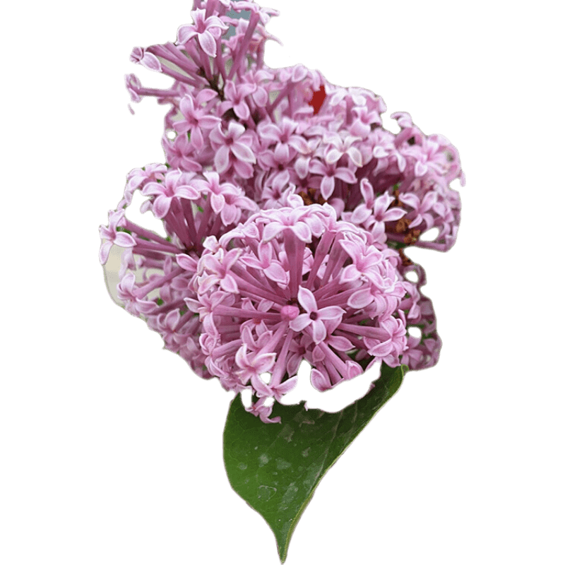 丁香花苗 丁香花树苗欧洲花苗花卉植物室内庭院风景树耐寒四季紫丁香花盆栽 4公分粗【拍下备注留言】 树苗
