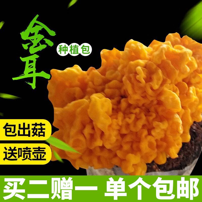 金耳菌种食用菌菌种蘑菇种植包家庭种植蘑菇菌种菇种菌包菇菌种包 金