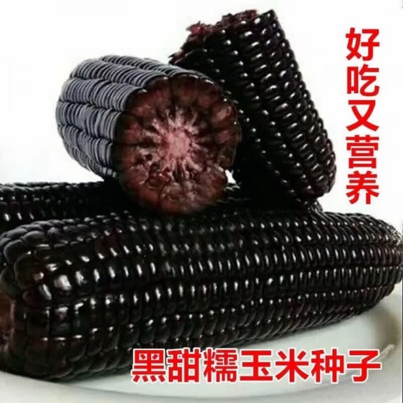 稳产早熟甜糯黑玉米种子黑甜糯玉米种子超甜杂交大棒蔬菜种 黑糯玉米种子原装50克约100粒怎么样,好用不?