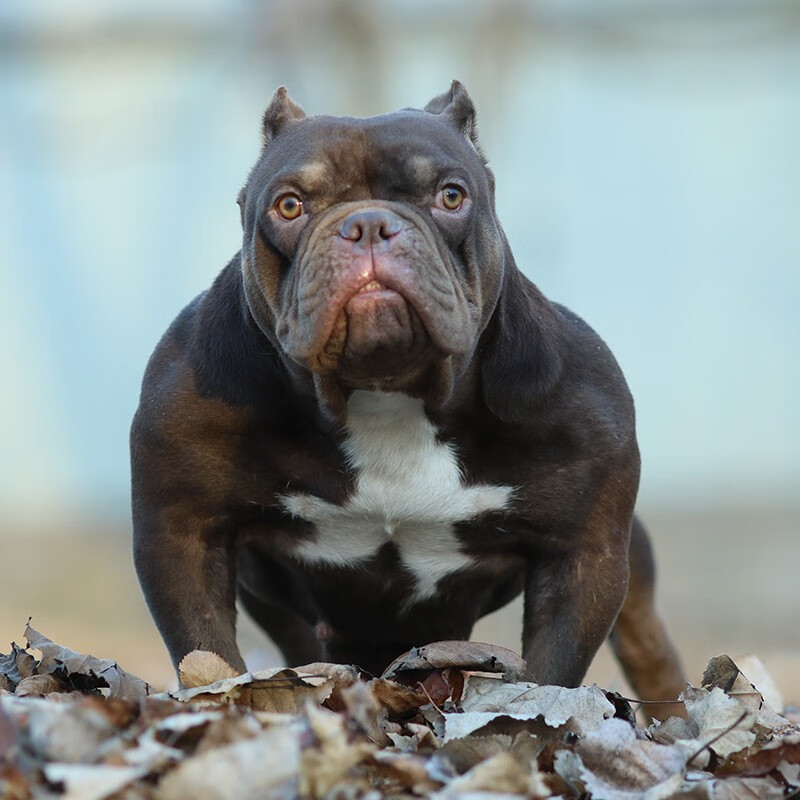 福贝纯享【60天保障】美国纯种恶霸犬幼犬活体美国恶霸犬活体活狗纯种