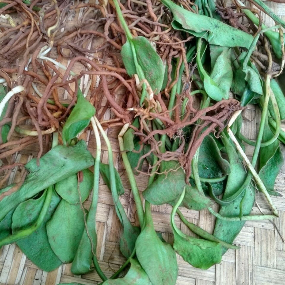 伟博贵州新鲜一支箭草药 中药材生鲜蛇吐须青藤瓶尔小草蛇舌草500g克