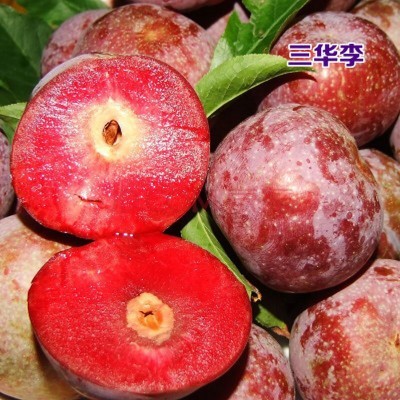 树苗嫁接西梅蜂糖脆红李子树南北方种植地栽果树晚熟当年结果 三华李