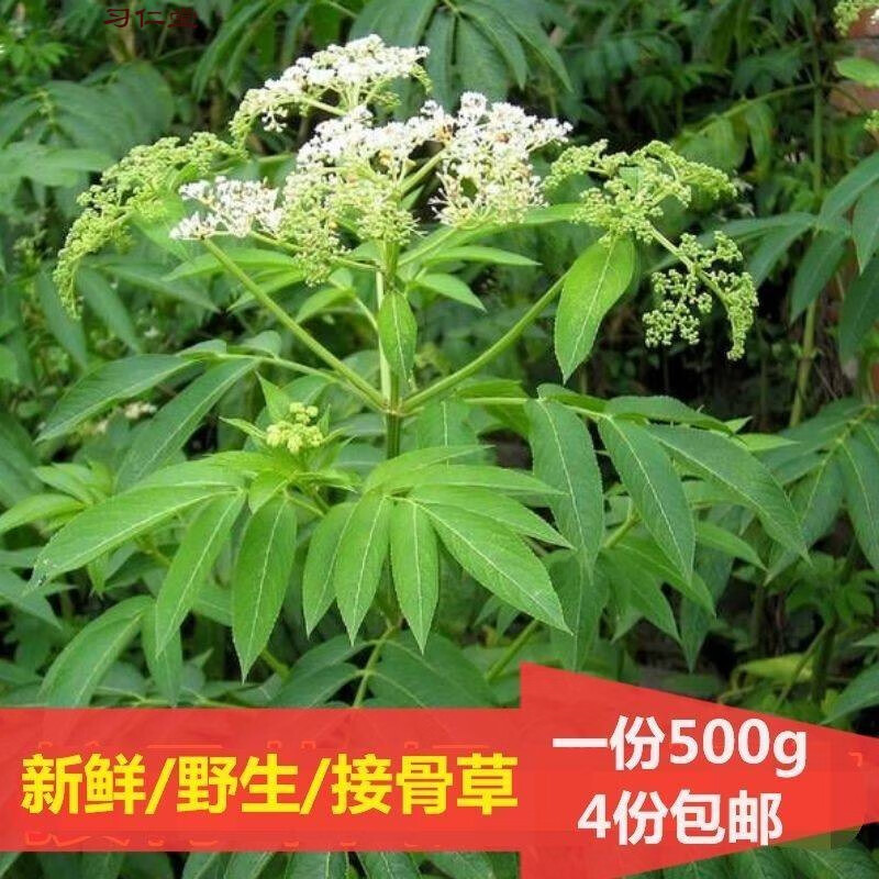 棱麻小接骨丹跌打扭伤风骨湿伤药材现摘实 严选品质整株接骨草带根1斤