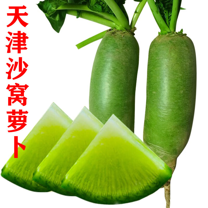 【新货】天津沙窝萝卜 生吃青萝卜特产 新鲜水果青皮萝卜 5斤