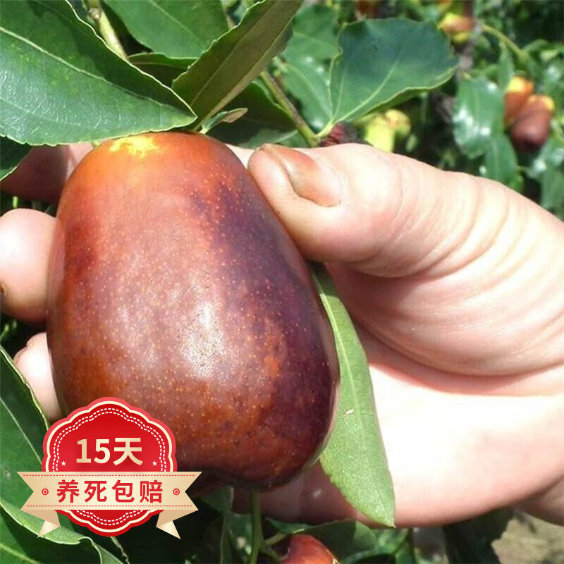 查苗木商品历史价格走势|苗木价格历史