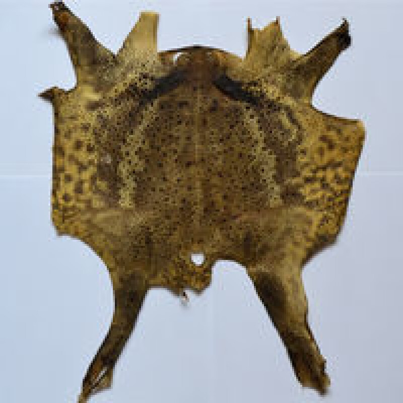 蟾蜍皮30张 蟾蜍衣癞蛤蟆皮活体干蟾皮赖疥蛤蟆蟾蜍粉癞疙宝蟾衣 70g