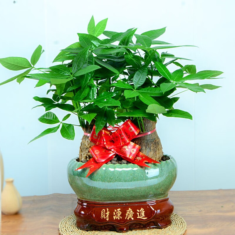 树盆景办公室茶桌盆栽花卉古风桌面绿植送礼 双杆发财树(瓷盆随机)