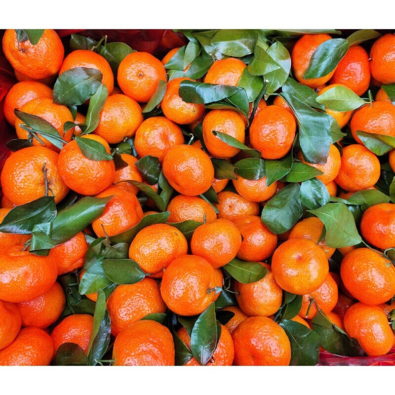 砂糖橘新鲜应季水果砂糖桔b9斤特惠装