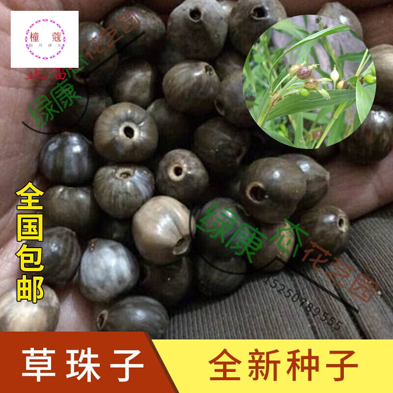 散装出售 草珠子种子 停扣子 汀扣子 五谷子 佛珠子 草菩提 一斤