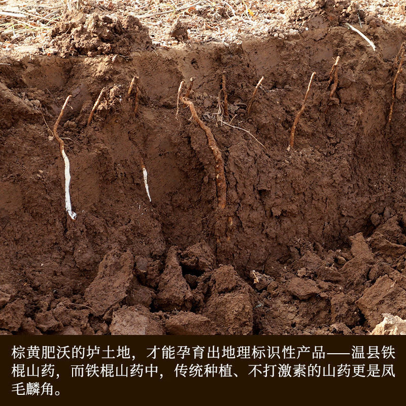 译优农【顺丰】河南焦作温县垆土铁棍山药新鲜铁杆怀山滋补特产粉糯淮山 5斤 垆土铁棍精选50-60cm