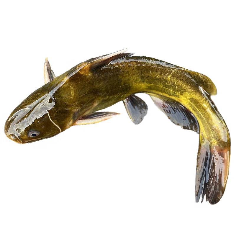 果亦橙苏北农村新鲜昂刺鱼黄辣丁 淡水活现杀嘎鱼 黄颡鱼活体鳅鱼黄骨