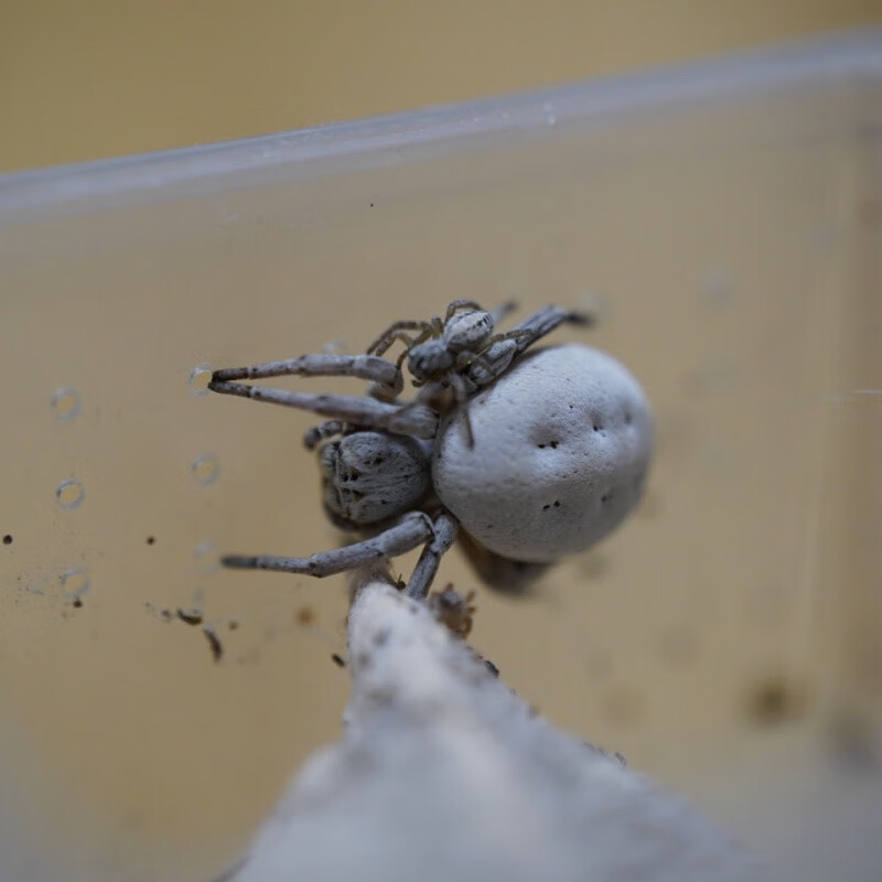 新疆白色隆头蛛宠物蜘蛛可上手性格好不咬人生物课好养可群养 幼体0.