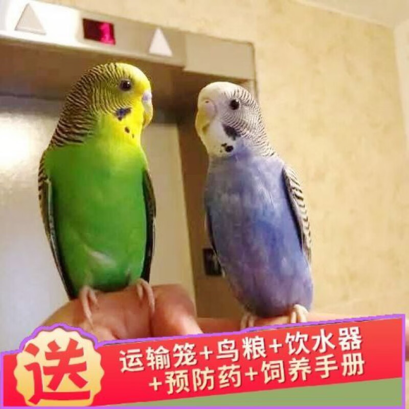 鸟中大型鸟凤头鹦鹉鸡冠鹦鹉手玩鸟活体鹦鹉 宝石蓝 绿成年皮包繁殖