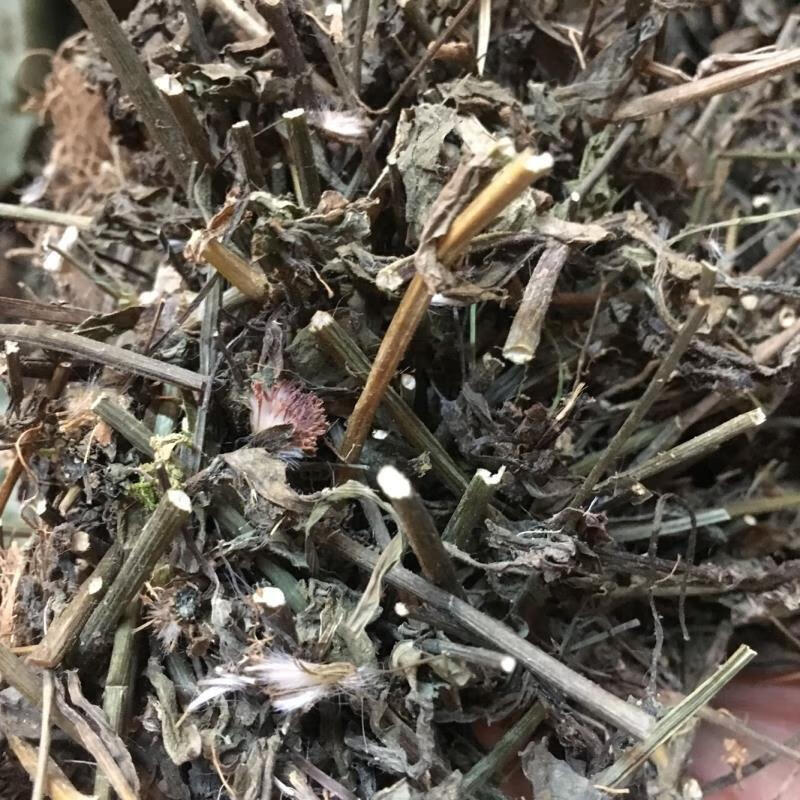 有仁堂 一点红中草500克 新鲜晒干叶下红中材羊蹄草红叶草红背叶 一点