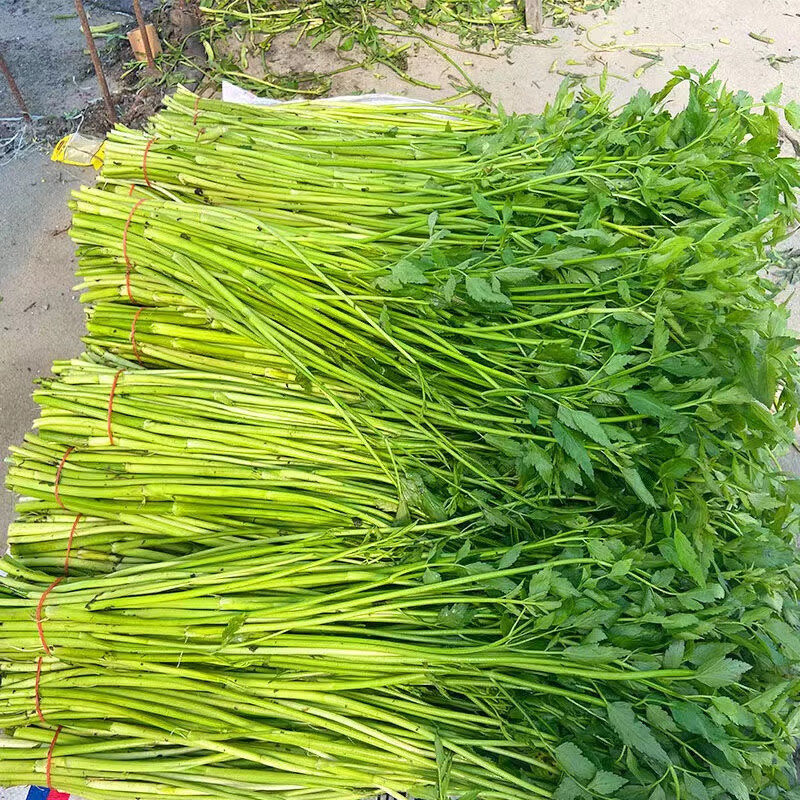 水芹菜新鲜江苏野生野芹菜去根水芹农家罕见芹菜荠菜当季时令蔬菜生鲜