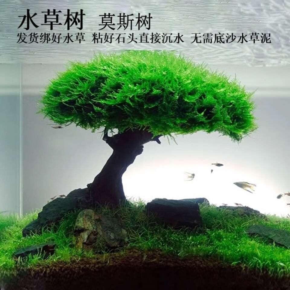 莫斯树活体水草懒人沉木鱼缸造景迎客松造型单头莫斯树成品新手 20cm