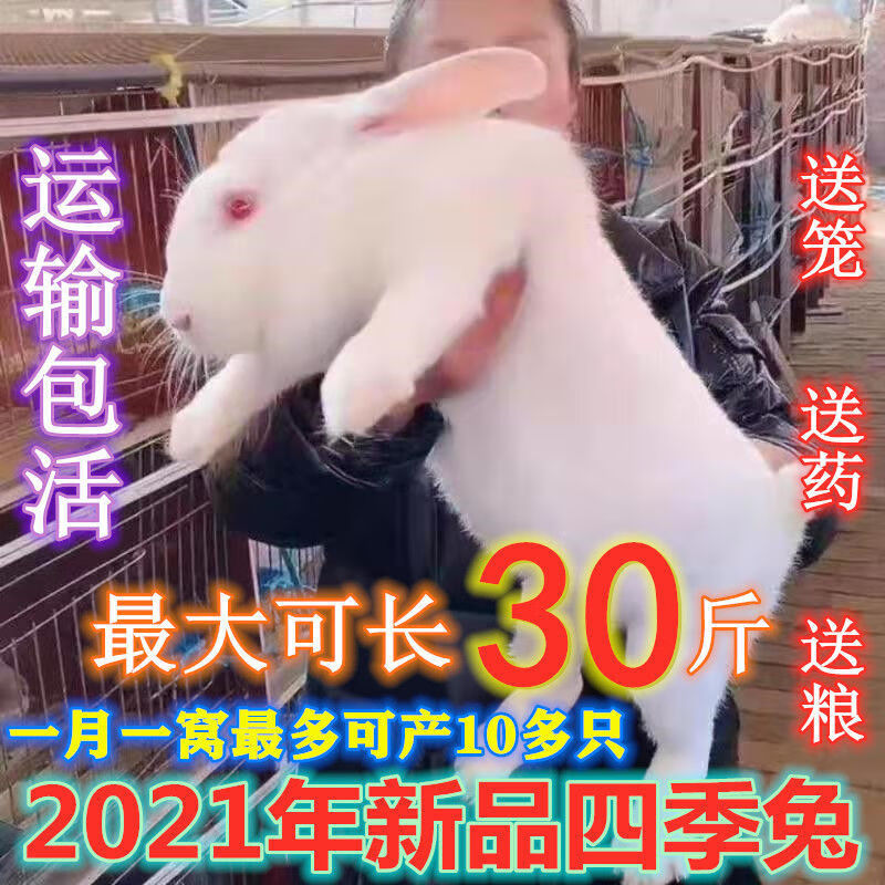 家养兔子活兔批发兔子苗一对可繁殖肉兔子活物比利时活体兔子幼崽 白兔.新西兰 4只(1公3母)怎么样,好用不?