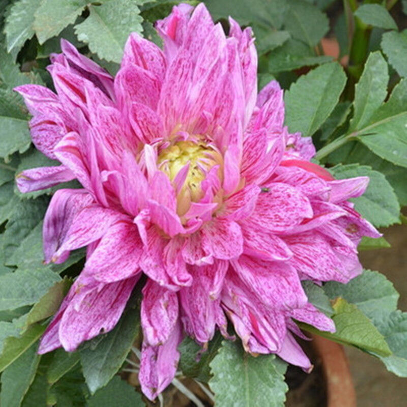 大丽花种球 大丽菊 地瓜花种球 种根室内盆栽大丽花进口球根花卉 雪莹