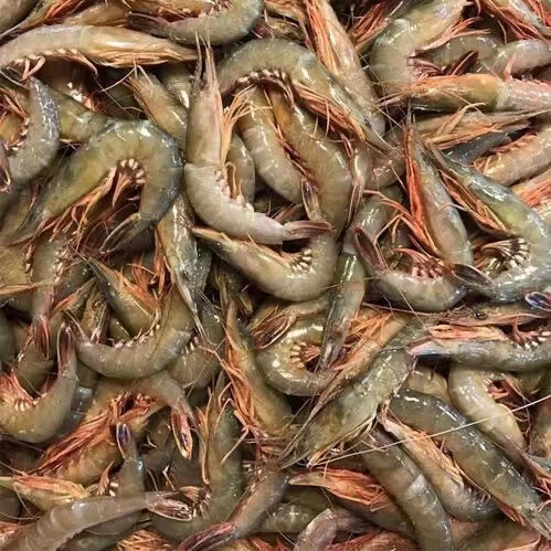 舟山青殼滑皮蝦鮮活速凍條蝦新鮮劍蝦活皮蝦青殼蝦 2盒裝凈重2斤 1斤(凈重)