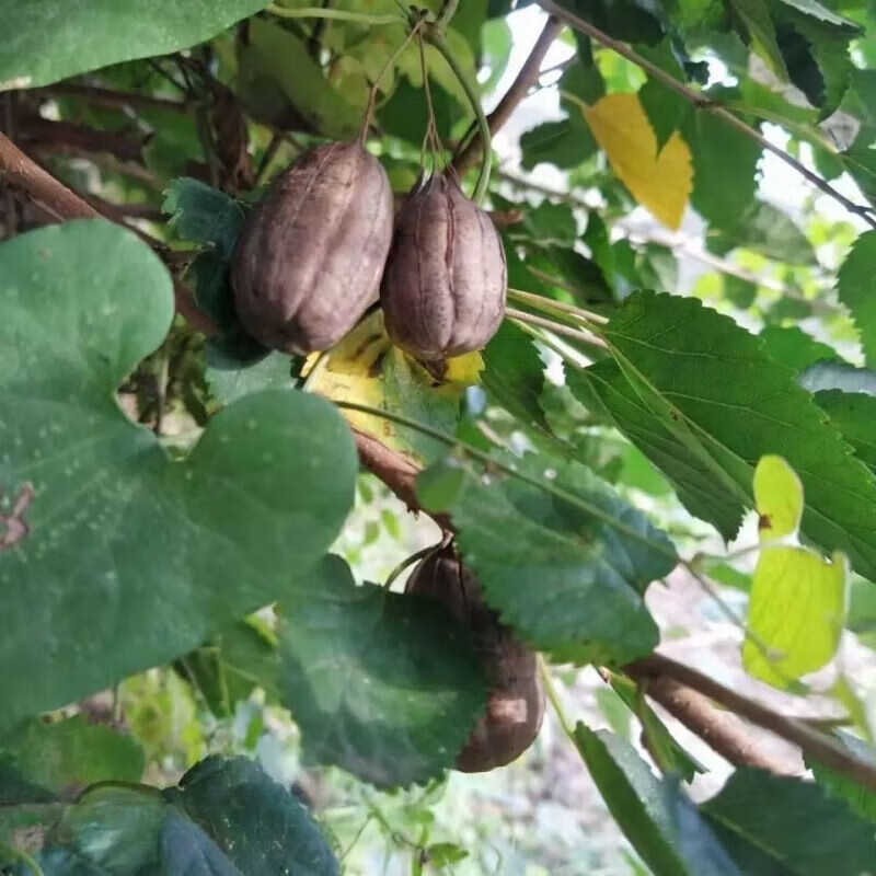 姒桀马兜铃果种子 水马香果马兜零蛇参果 野三角草一年生草本植物