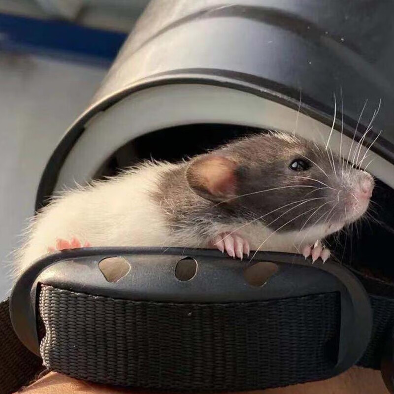 花枝鼠活体幼崽家养温顺高智商小型宠物鼠活物可爱亲人 黑色头巾