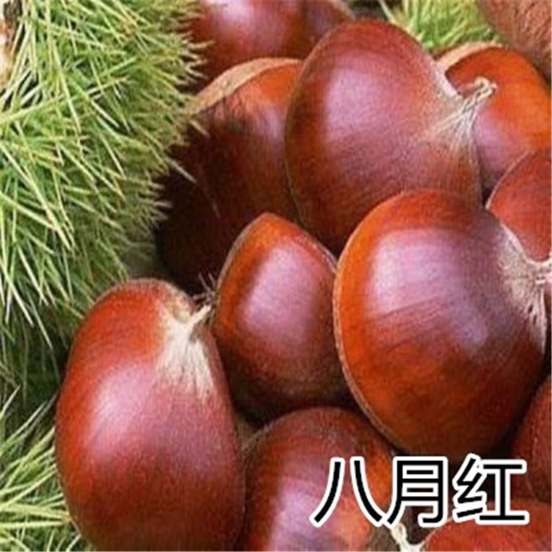 北方种植大红袍当年结果地栽特大嫁接板栗树果树果苗 八月红五年苗