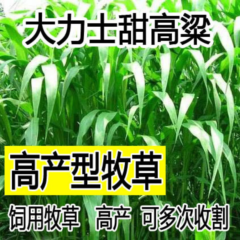 牧草种子南北方型大力士甜高粱饲用甜高粱牛羊鱼草籽进口种子 大力士