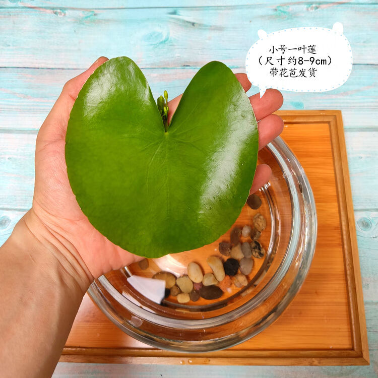 生水培植物水生水养鱼池碗莲盆盆栽莲花水养池塘水生 小号一叶莲一片