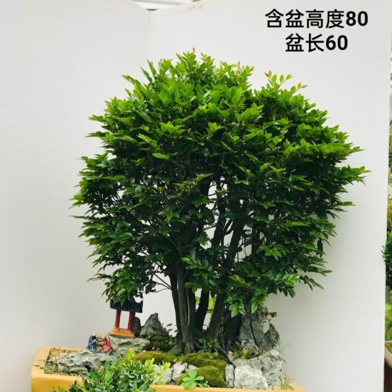 小叶紫檀盆景 室内外办公室摆放老树桩小叶紫檀客厅盆景室内四季青