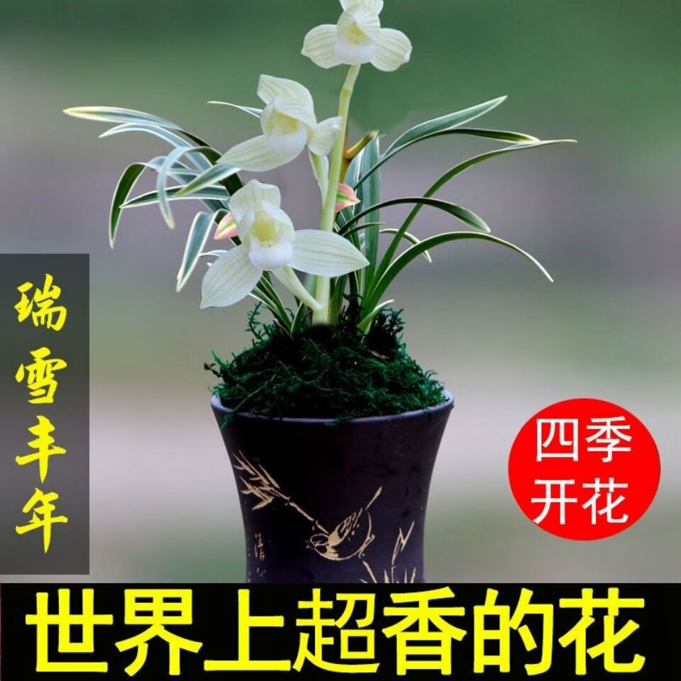 浓香型四季兰 金边矮种兰花苗兰花盆栽阳台花卉植物兰草室内 瑞雪丰年