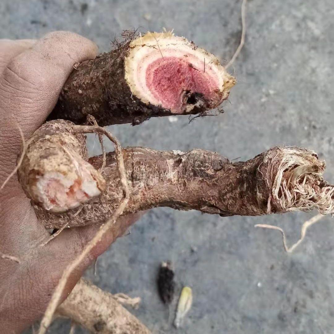 新鲜高原红活麻根红杆荨麻草根荨麻根霍麻禾麻火麻蝎子草根 新鲜的根