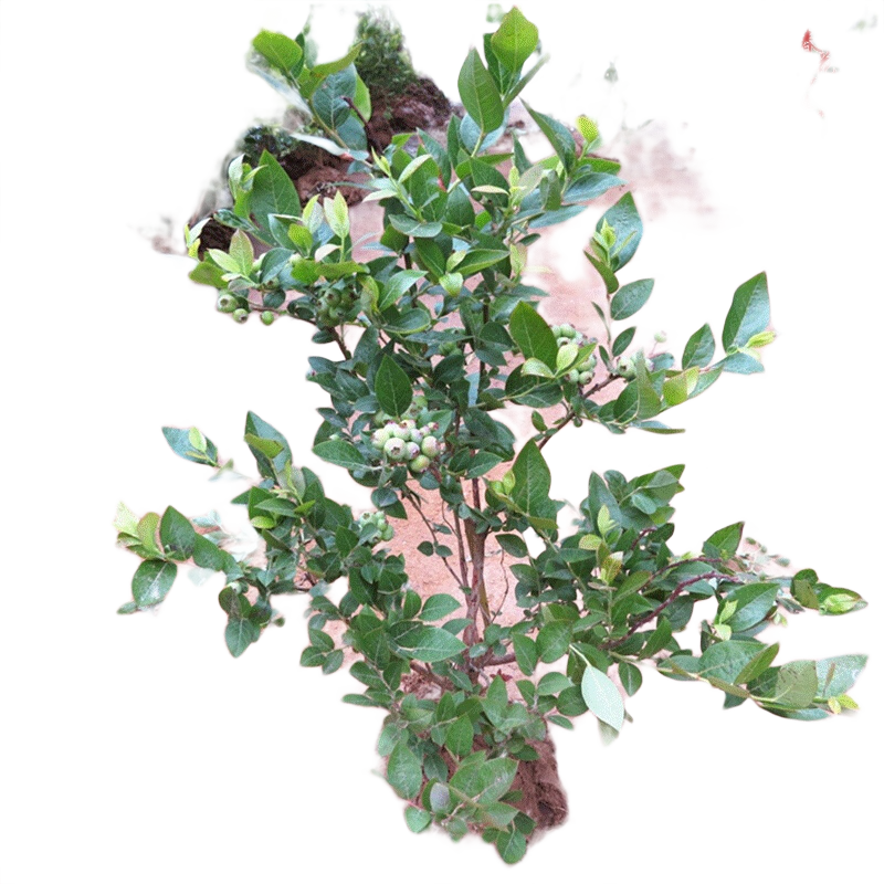 春花妙意藍(lán)梅苗盆栽地栽果樹苗 藍(lán)莓苗南北方種植 五年生藍(lán)莓3分枝 不含盆