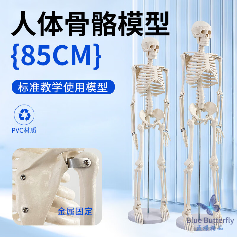 藍蝶美術(shù)藝用醫(yī)學85CM人體骨骼模型骨骼骨架教學素描標準醫(yī)學解剖學習 85cm人體骨骼-無神經(jīng)