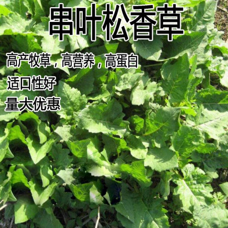 花乡邻里精装串叶松香草种子多年生猪牛羊鹅畜禽牧草籽香槟菊花草花乡