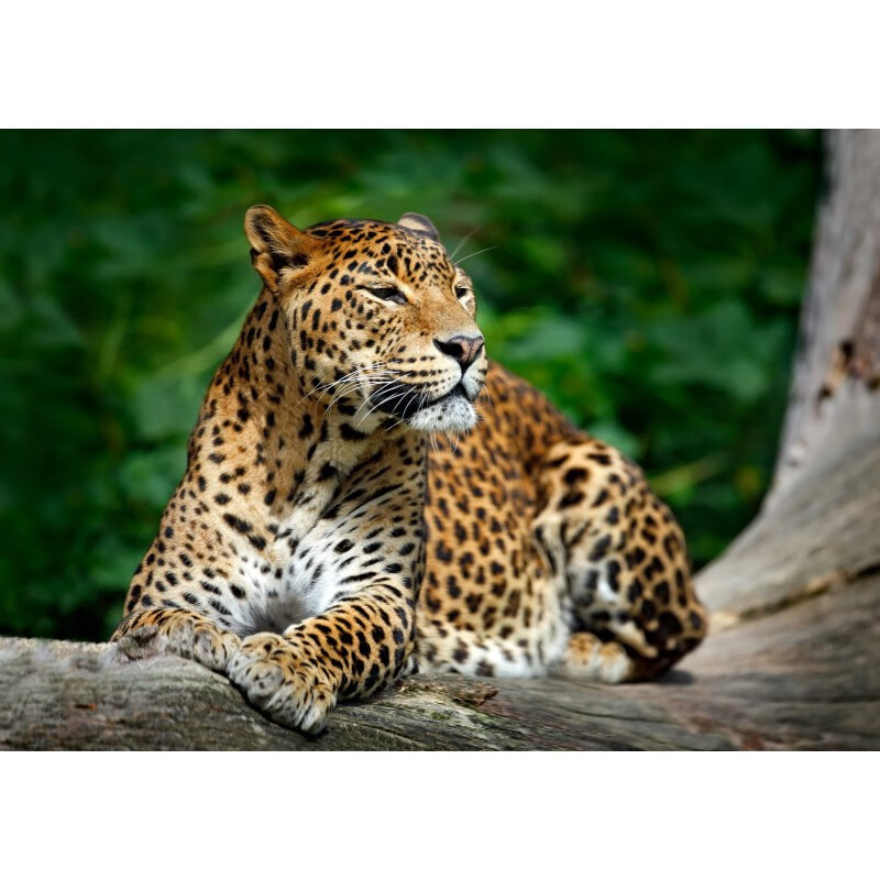 狼天影 豹子金钱豹海报猎豹墙贴画宿舍卧室房间墙上床头贴纸自粘可