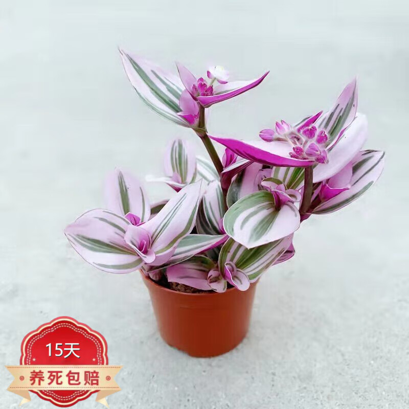 棵多肉锦紫露兰桌面花卉室内阳台绿植盆栽水培植物 新娘油画婚礼57棵