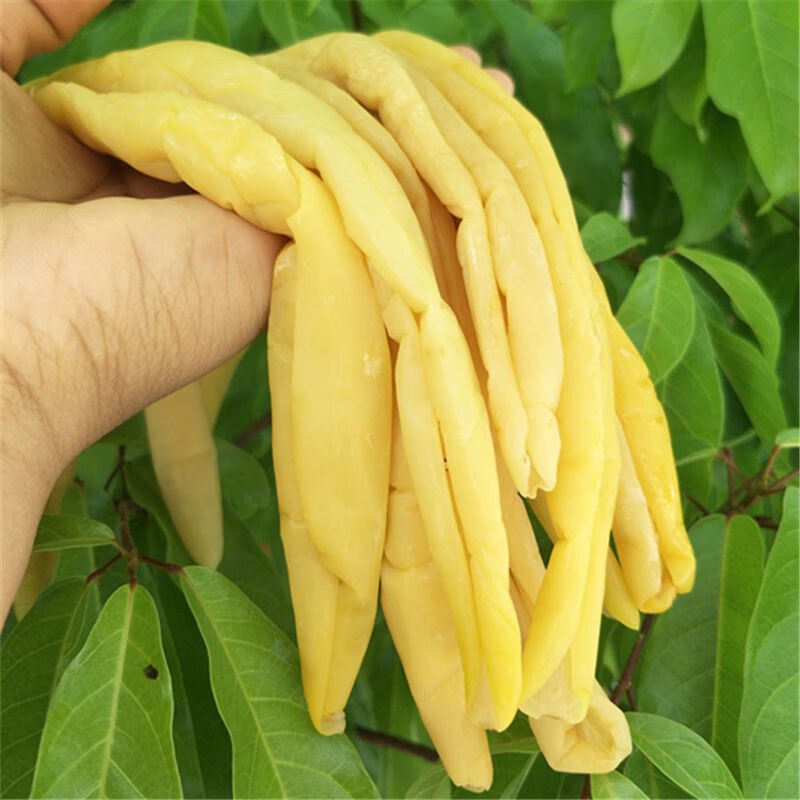 黄瓜皮 广西黄瓜皮博白农家手工腌制咸菜脆黄瓜皮下饭