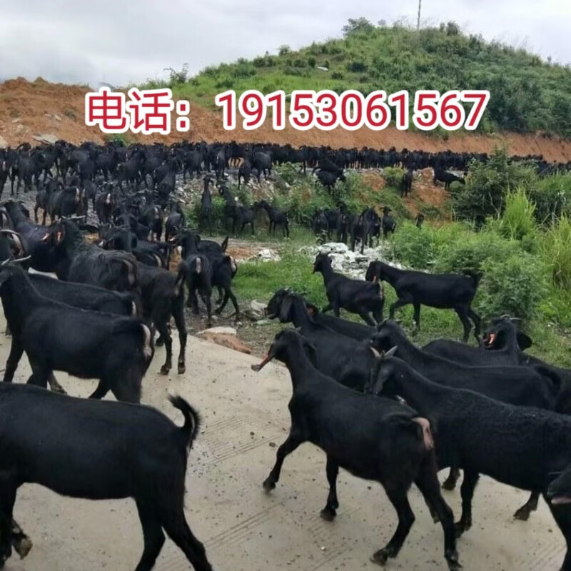 纯种努比亚黑山羊怀孕母羊小羊活苗黑山羊活体羊黑山羊种公羊活羊