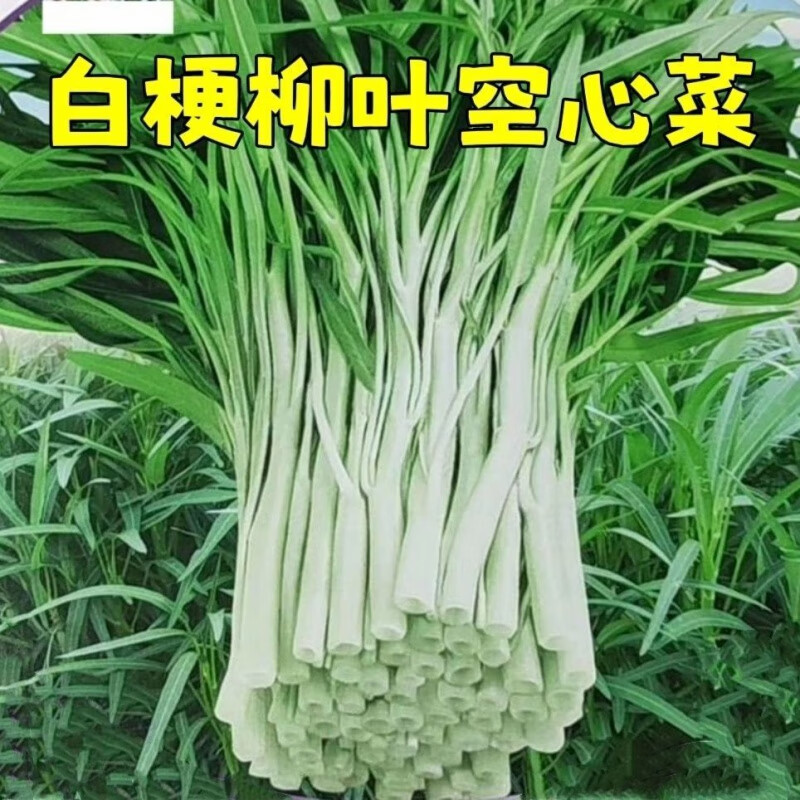原包装四季播白空心菜 粒粒好种子-2包约440粒  白梗柳叶空心菜种子