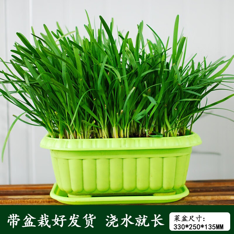 种菜记 水培韭菜盆景韭菜根水培无土蔬菜黄韭带盆根苗室内四季阳台