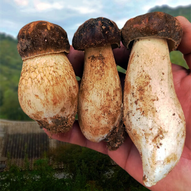 德祥隆美味牛肝菌新鲜云南菌白牛肝菌大脚菇新鲜蘑菇 美味白牛肝菌
